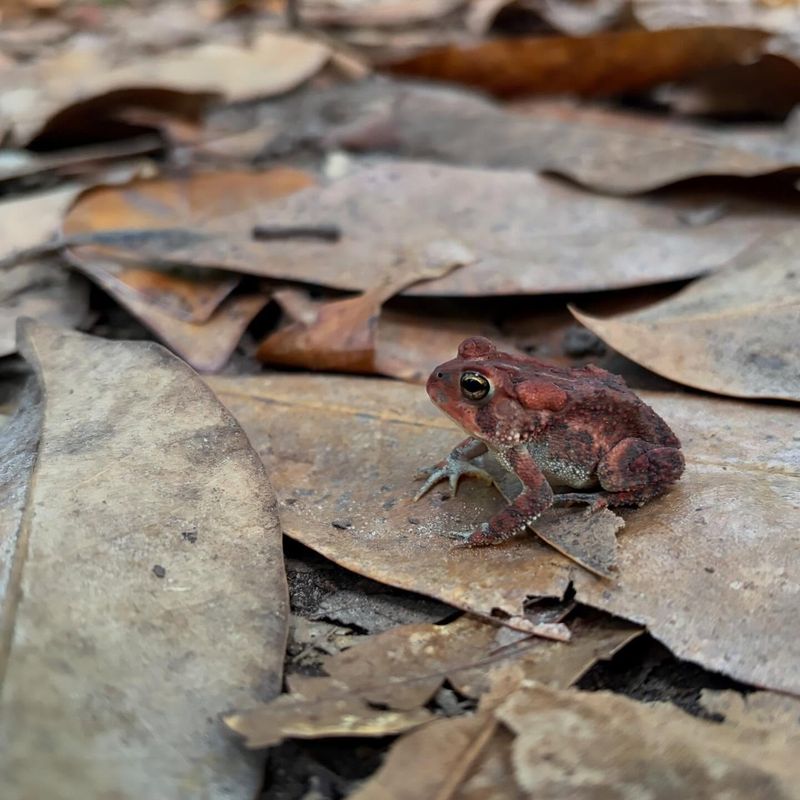 Limiting Broad Insecticide Use Helps Preserve Toads And Their Food