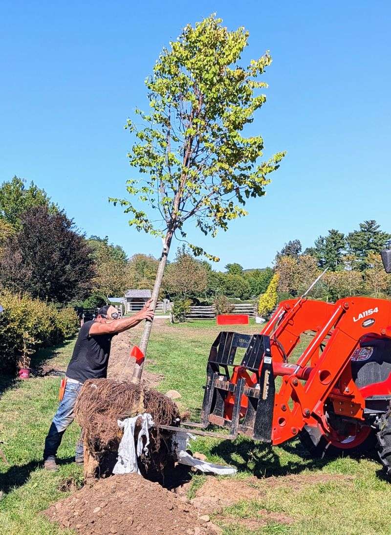 Linden For Shade That Handles Fall Planting