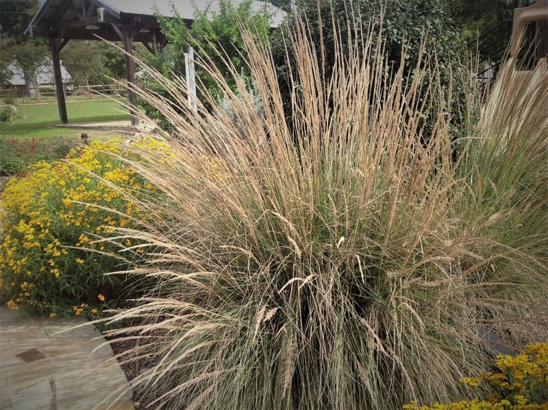 Lindheimer's Muhly Adds Graceful Movement Lindheimer's Muhly Adds Graceful Movement