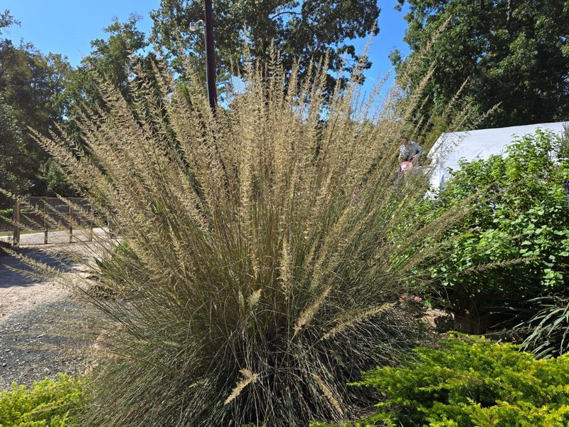Lindheimer's Muhly