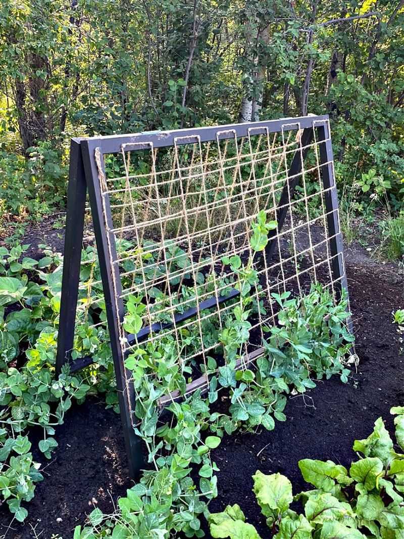Line Up Bales Now For Spring Pea Trellises