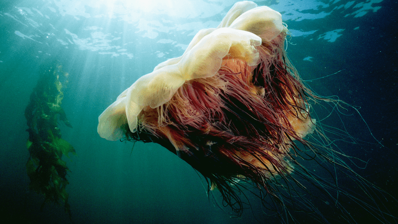 Lion's Mane Jellyfish Along The Coast Lion's Mane Jellyfish Along The Coast