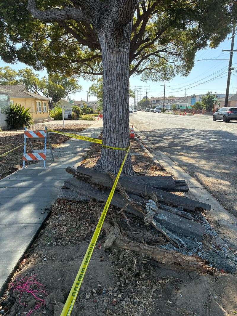 Liquidambar Heaves Sidewalks With Shallow Roots