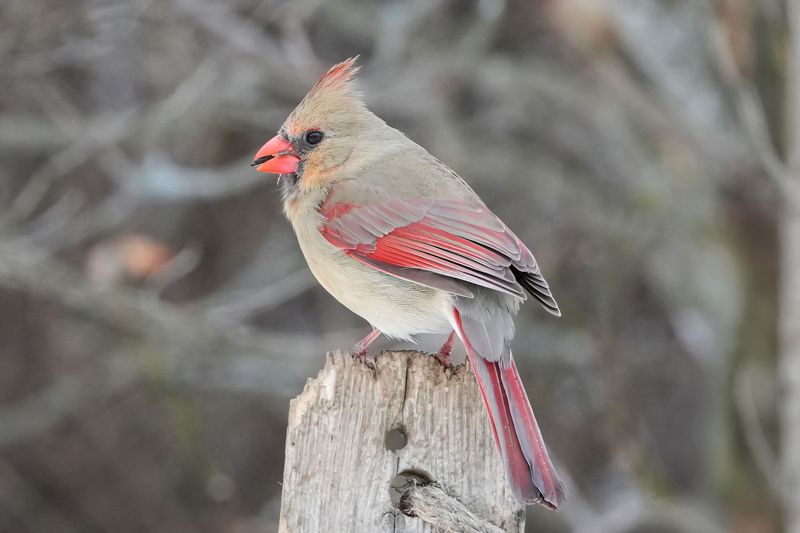 Listen Closely Because The Female Cardinal Sings Too Listen Closely Because The Female Cardinal Sings Too