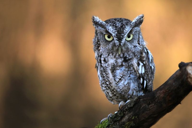 Listen For A Trill Or Whinny, Not A Screech