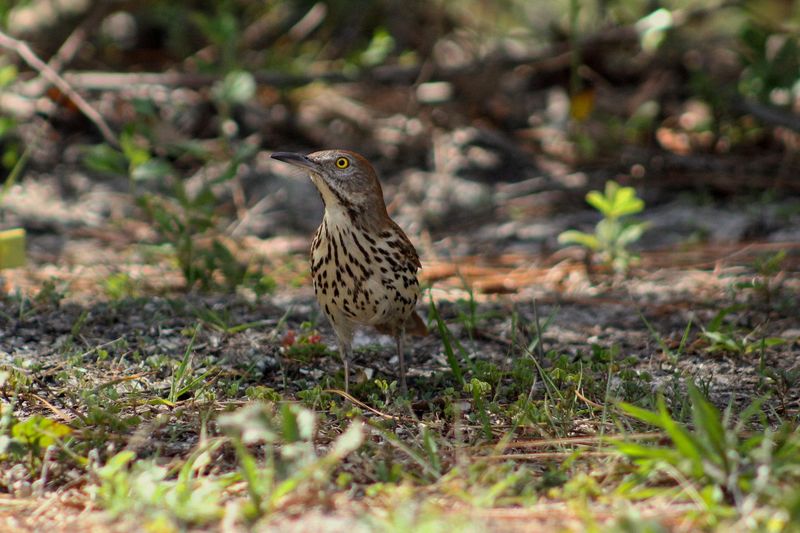 Listen For Rustling Leaves Before Looking For The Bird Listen For Rustling Leaves Before Looking For The Bird