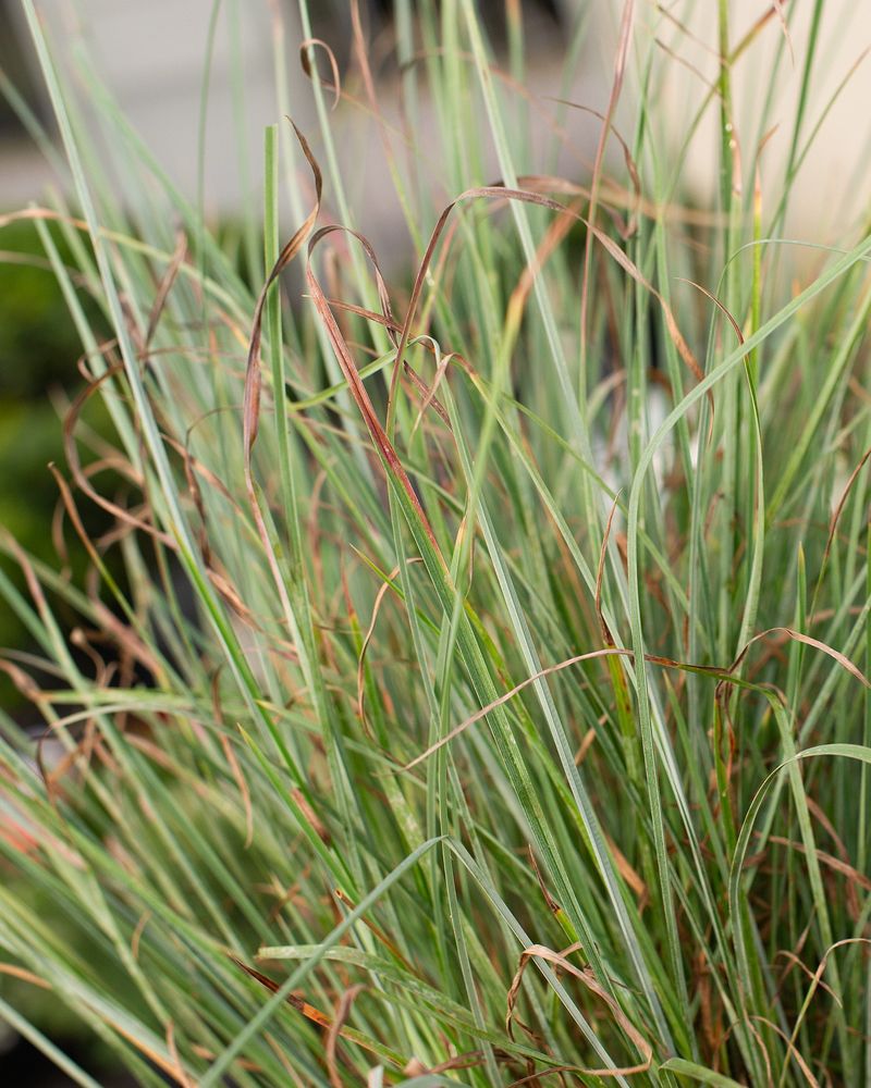 Little Bluestem