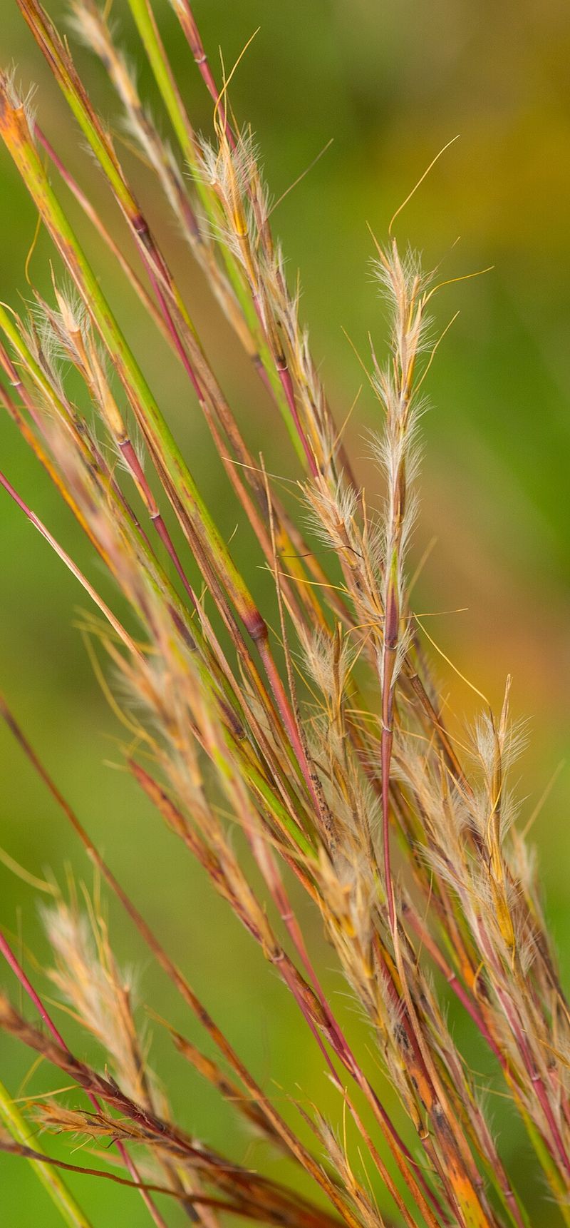 Little Bluestem Little Bluestem