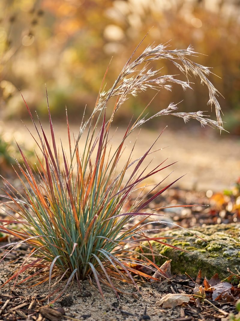 Little Bluestem And Coneflowers Love Lean, Stony Ground Little Bluestem And Coneflowers Love Lean, Stony Ground