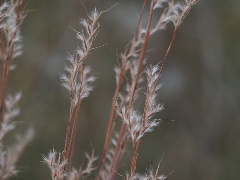 Little Bluestem And Muhly Grass Seeds Help Feed Them Little Bluestem And Muhly Grass Seeds Help Feed Them
