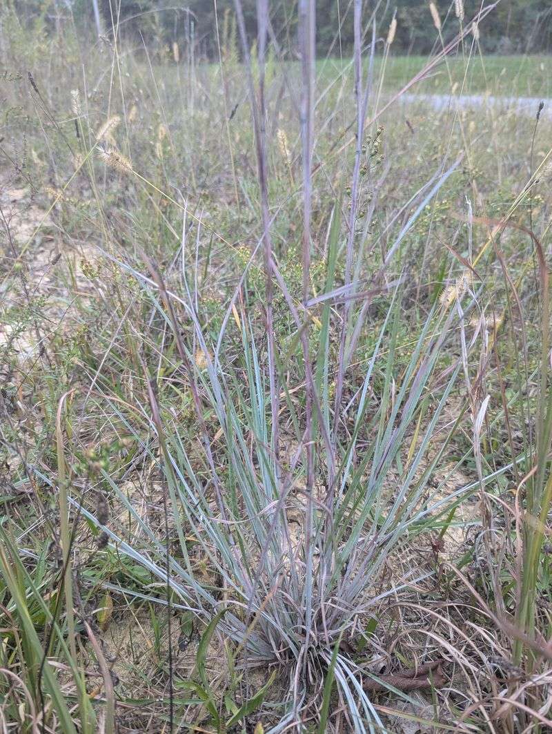 Little Bluestem And Other Ornamental Grasses Little Bluestem And Other Ornamental Grasses