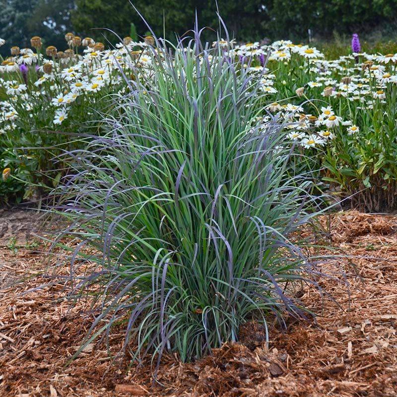 Little Bluestem And Switchgrass Fill The Gap