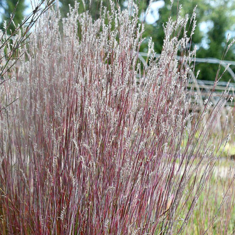 Little Bluestem Delivers Fall Color Without The Silvergrass Spread