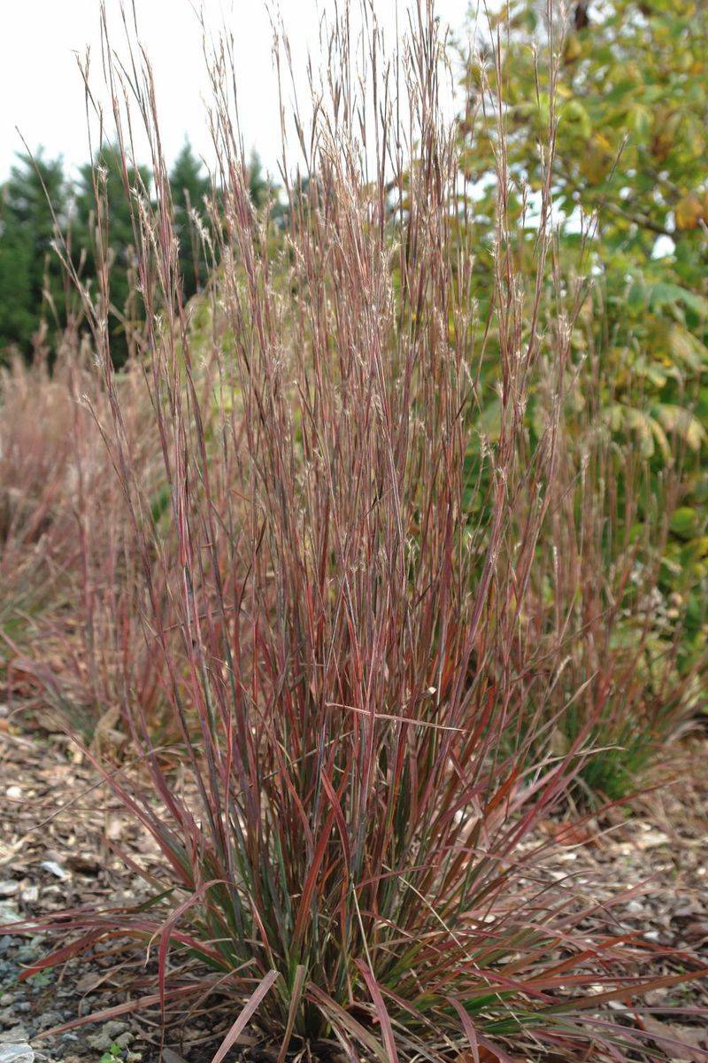 Little Bluestem Even Works In Containers