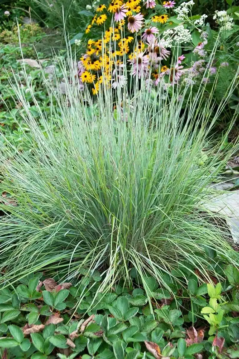 Little Bluestem For Dry, Sunny Slopes