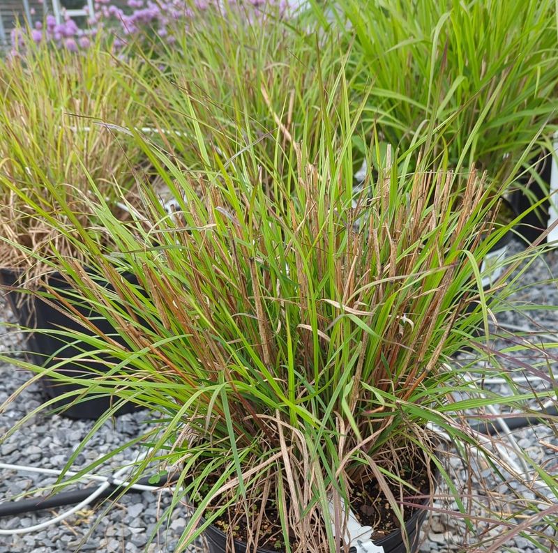 Little Bluestem Works In A Sunny Pot Little Bluestem Works In A Sunny Pot
