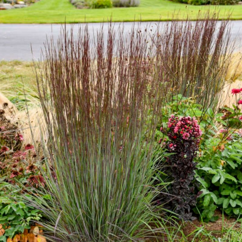 Little Bluestem