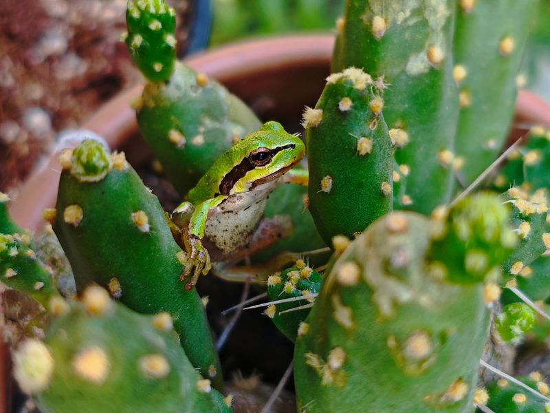 Little Frogs, Anoles, Roaches, And Ants Tucked In The Pots