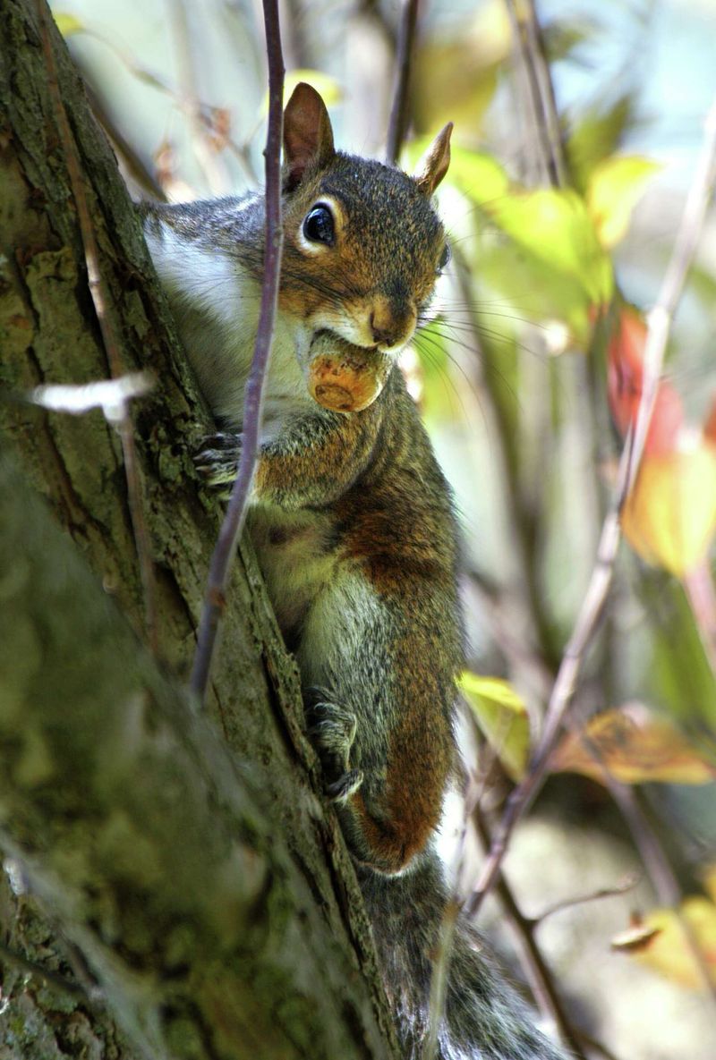 Live Oak Acorns Feed Deer, Turkeys, And Squirrels Through Fall