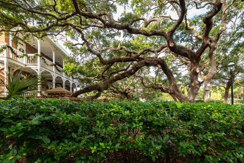 Live Oak And Sabal Palm Usually Ride Out Storms