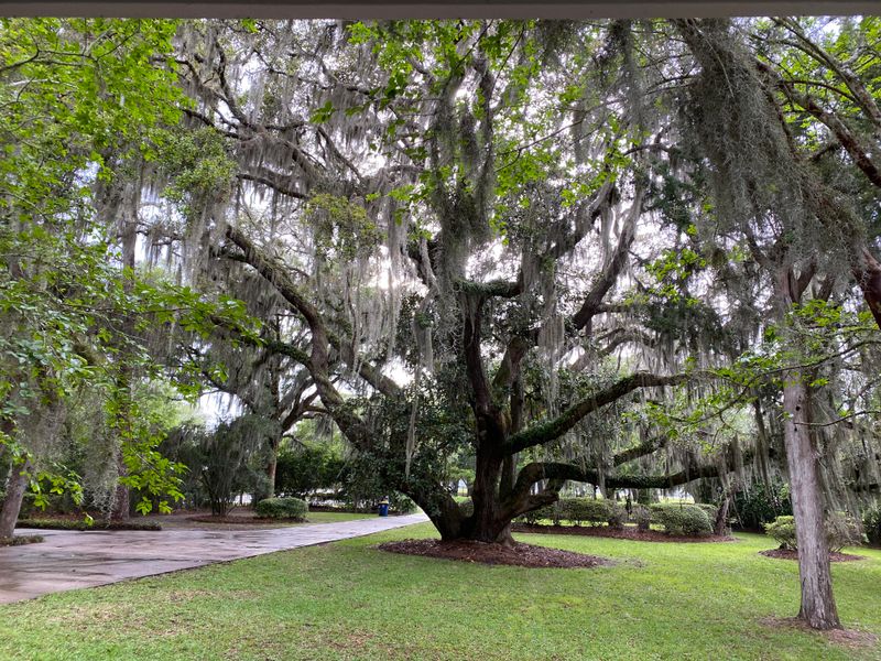 Live Oak Can Be Planted Statewide Live Oak Can Be Planted Statewide