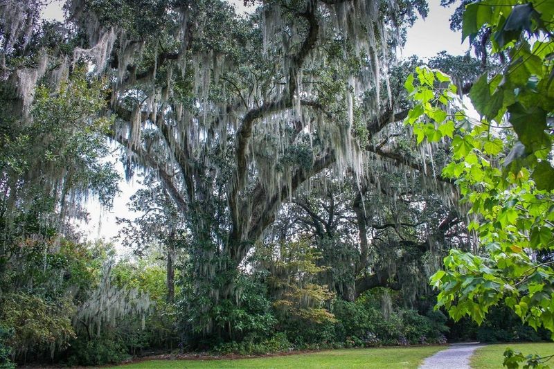 Live Oak Is A Classic Shade Giant