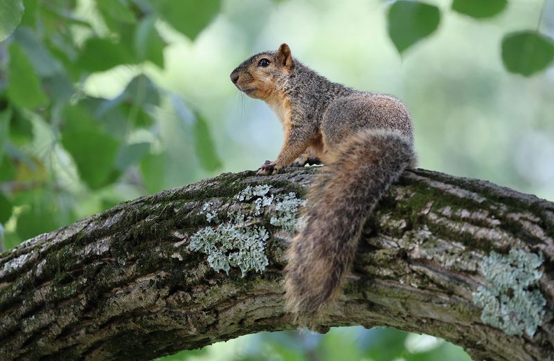 Living Alongside Your Backyard Squirrels