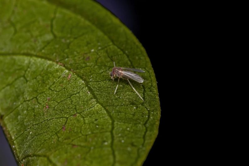 Living Near Mangroves Or Salt Marsh Raises The Odds
