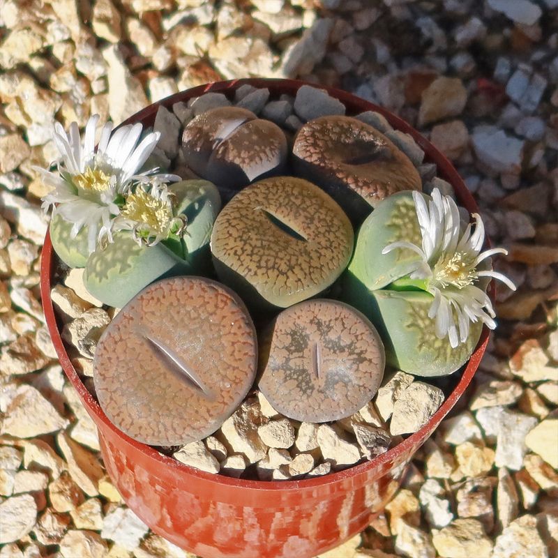 Living Stones Look Like Pebbles Come To Life