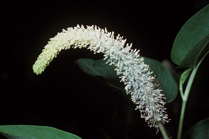 Lizard's Tail