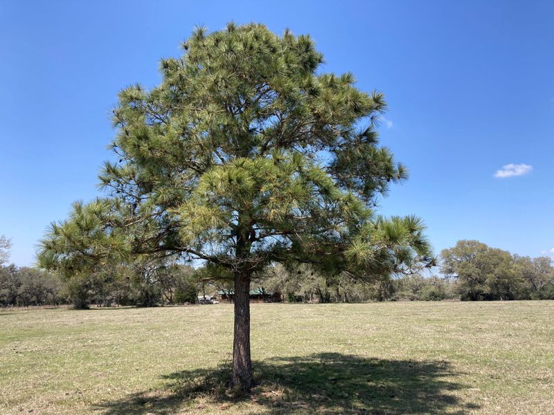 Loblolly Pine