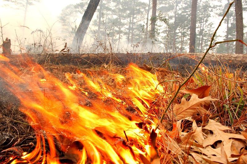 Local Burn Rules May Restrict Leaf Burning Local Burn Rules May Restrict Leaf Burning