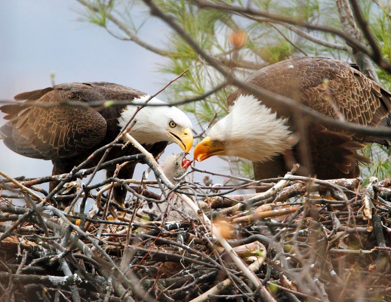 Local EagleWatch Volunteers Welcome Reports Of New Nests Local EagleWatch Volunteers Welcome Reports Of New Nests