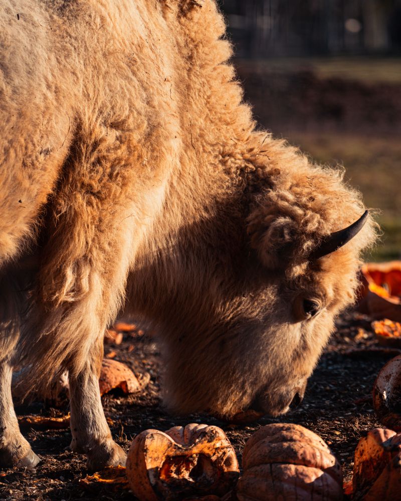Local Farm Animals Think Pumpkins Are A Real Treat