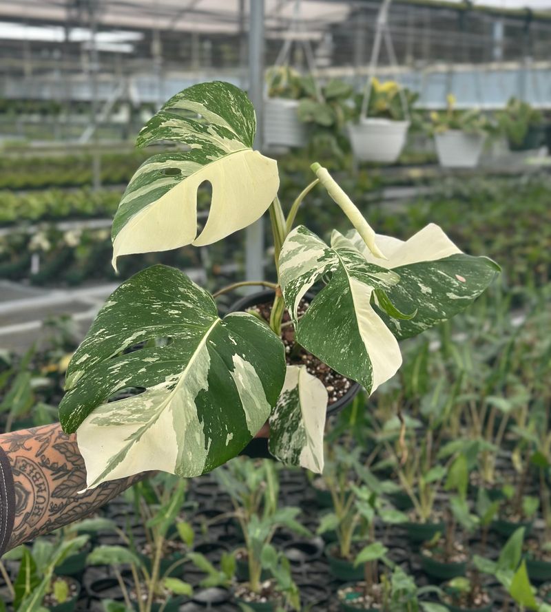 Local Nurseries Compared With Online Sellers For Rarer Types