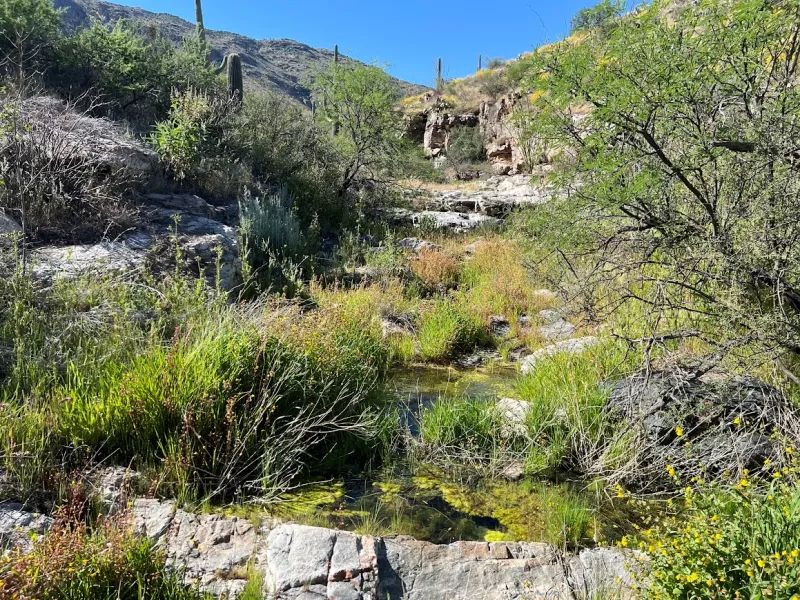 Local native-grass recovery does not prove a sacaton comeback Local native-grass recovery does not prove a sacaton comeback
