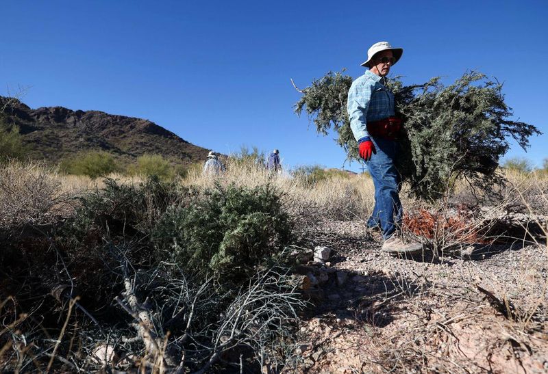 Local restoration does not prove a black-grama comeback Local restoration does not prove a black-grama comeback