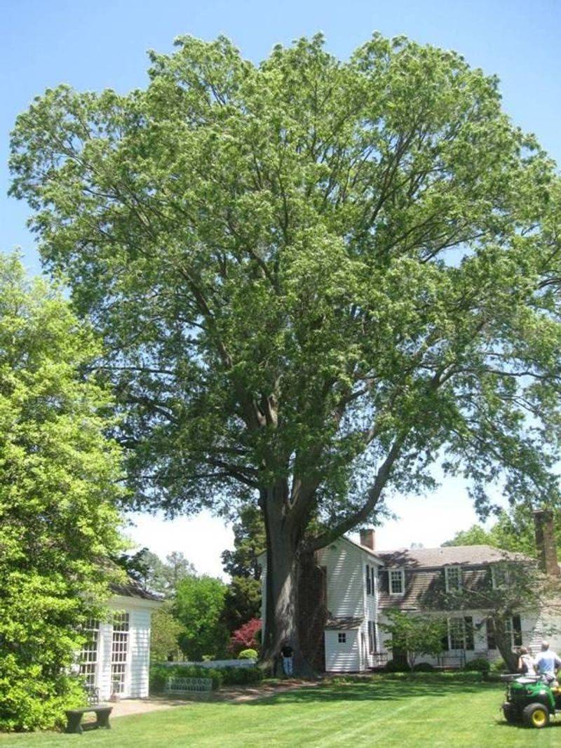 Locally Designated Heritage, Specimen, Or Memorial Trees Locally Designated Heritage, Specimen, Or Memorial Trees