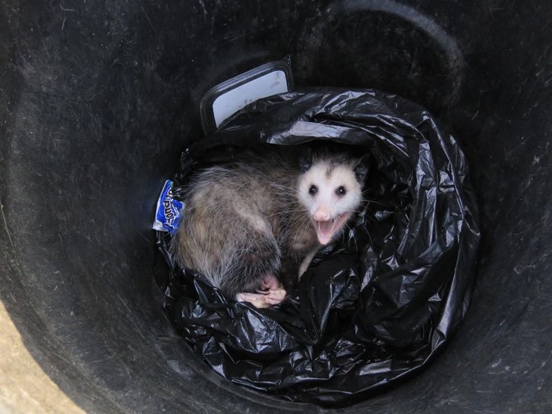 Lock Down Your Trash Cans