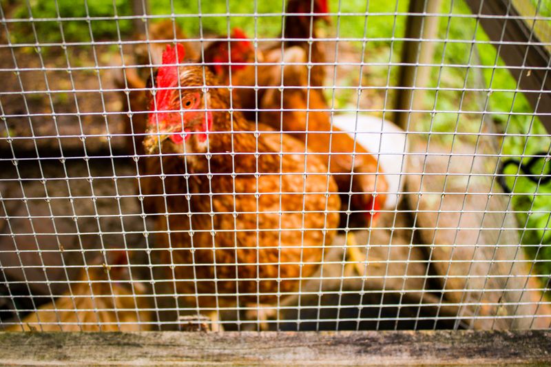 Lock Up Chickens And Small Critters Tight Lock Up Chickens And Small Critters Tight