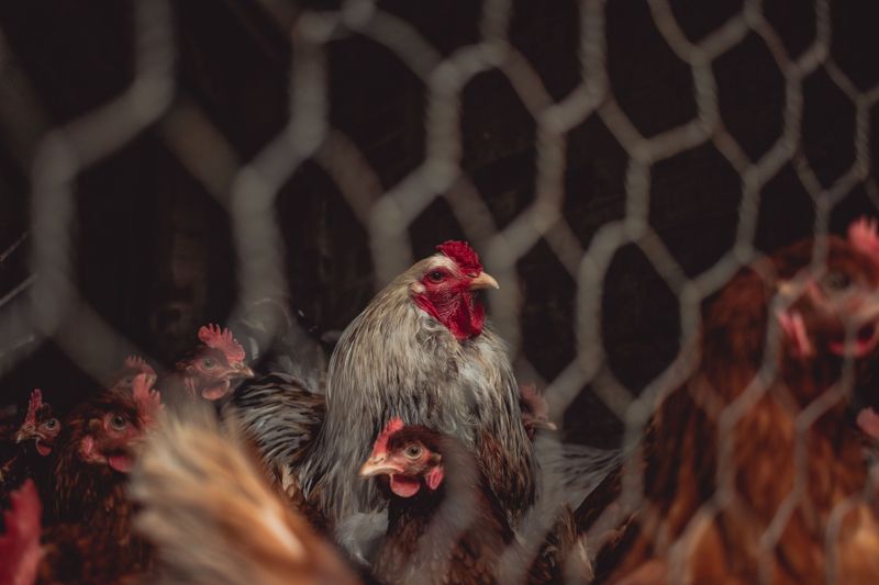 Lock Up Chickens And Small Critters Lock Up Chickens And Small Critters