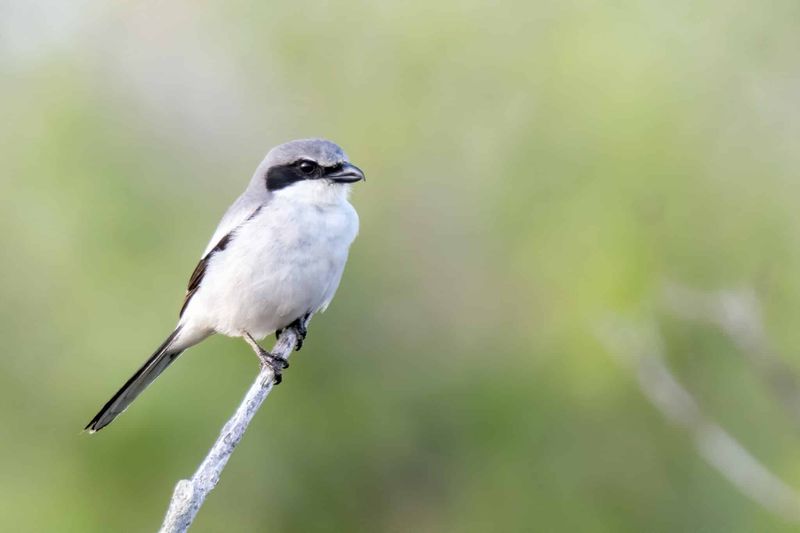 Loggerhead Shrike
