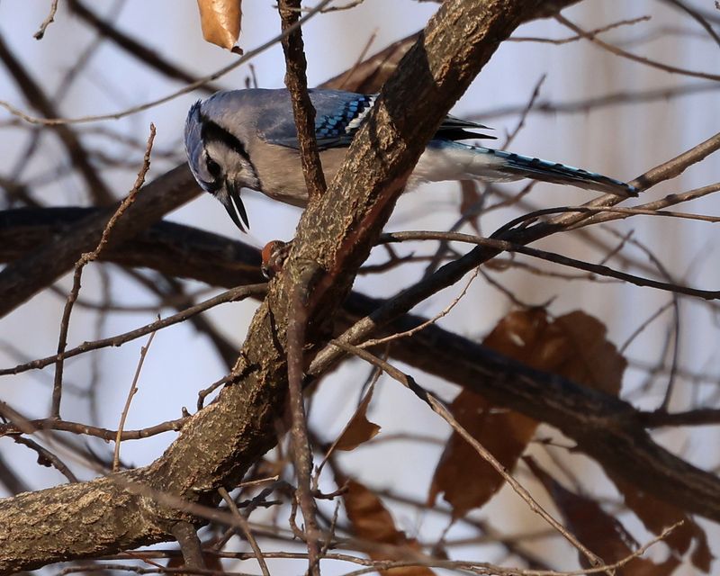Long Flights Take Acorns Far From Home