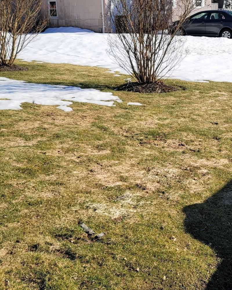 Long, Floppy Grass Mats Down Under Heavy Snow