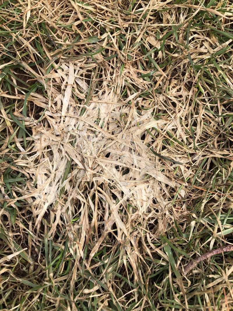 Long Grass Flattened By Snow Creates Damp Conditions Fungi Favor Long Grass Flattened By Snow Creates Damp Conditions Fungi Favor