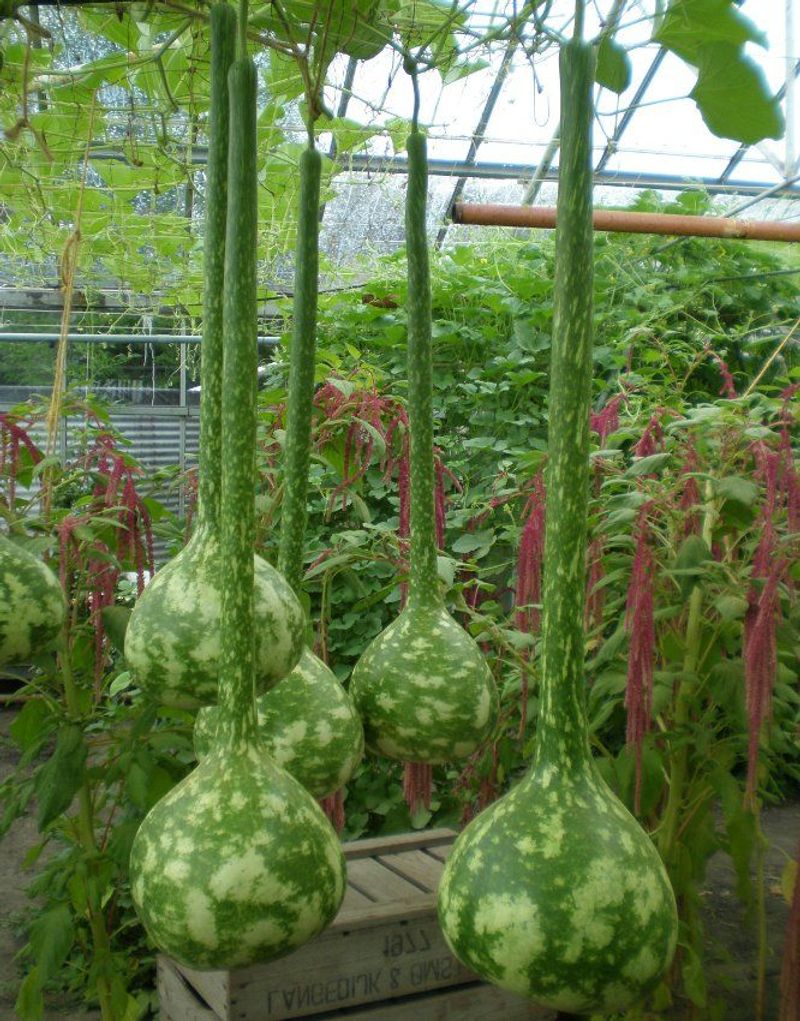 Long-Handled Dipper Gourds Dry Into Traditional Scoops And Ladles
