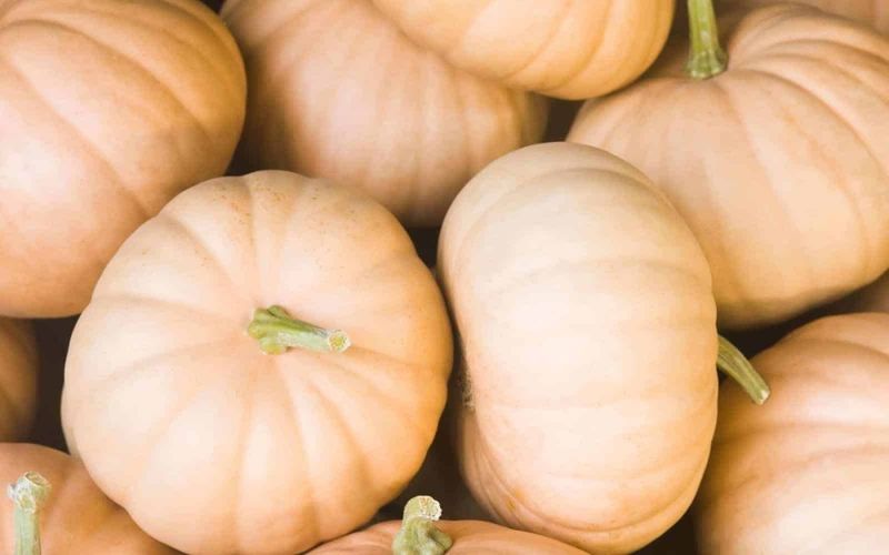 Long Island Cheese Pumpkins For Long Storage