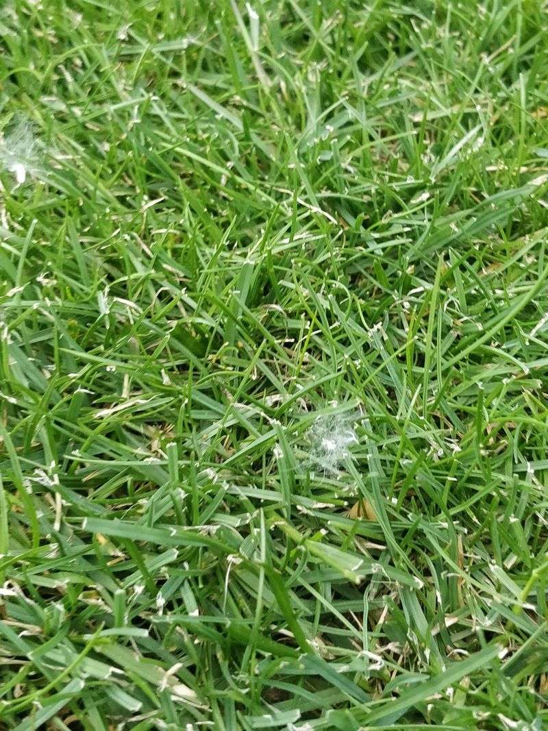 Long Leaf Wetness Feeds Fungal Spores Long Leaf Wetness Feeds Fungal Spores
