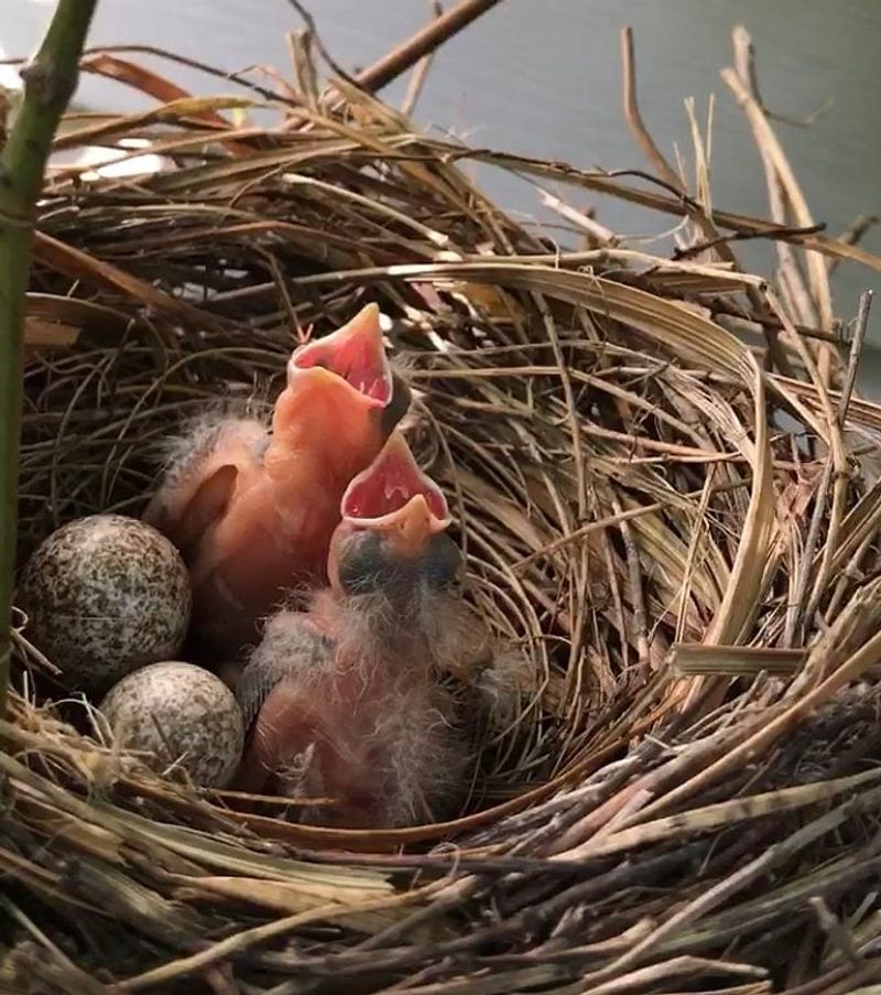 Long Nesting Seasons Keep Cardinals Busy