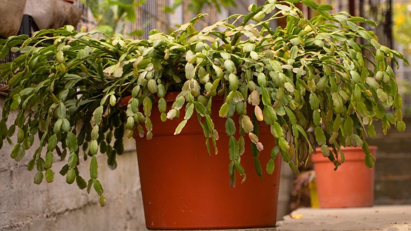 Long Nights Signal The Plant To Set Buds